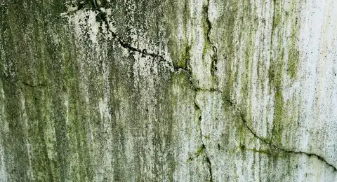 Algues vertes sur une surface au bord d'une piscine